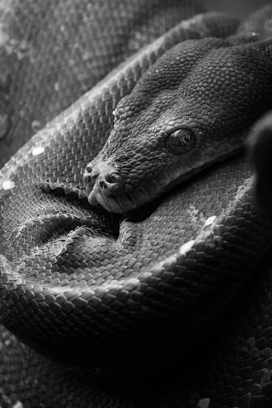 Python自动化反检测技术：MCN机构应对平台反爬的实战方案
