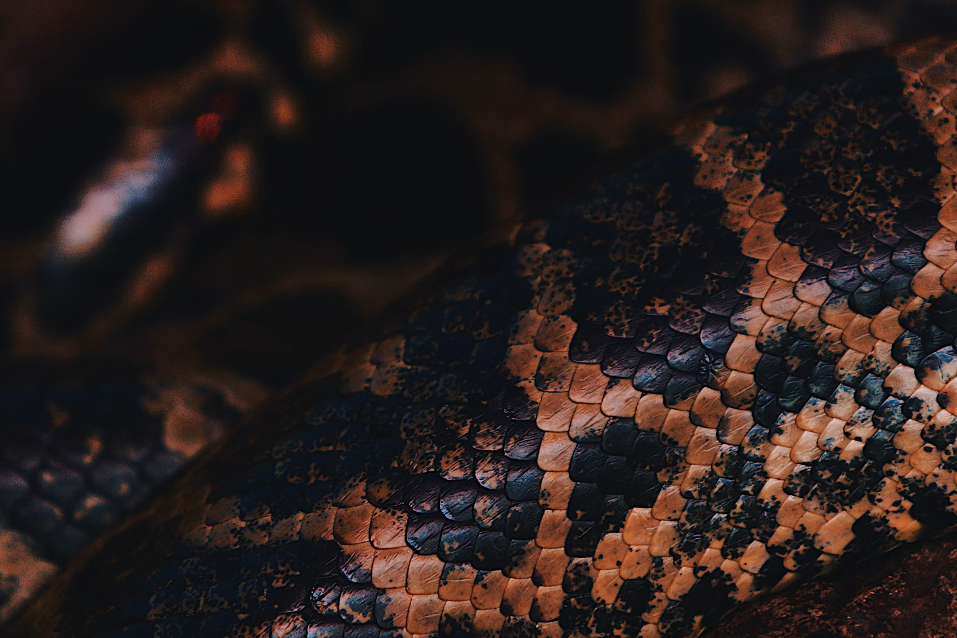 Python+企编云API实现跨平台评论情感分析实战