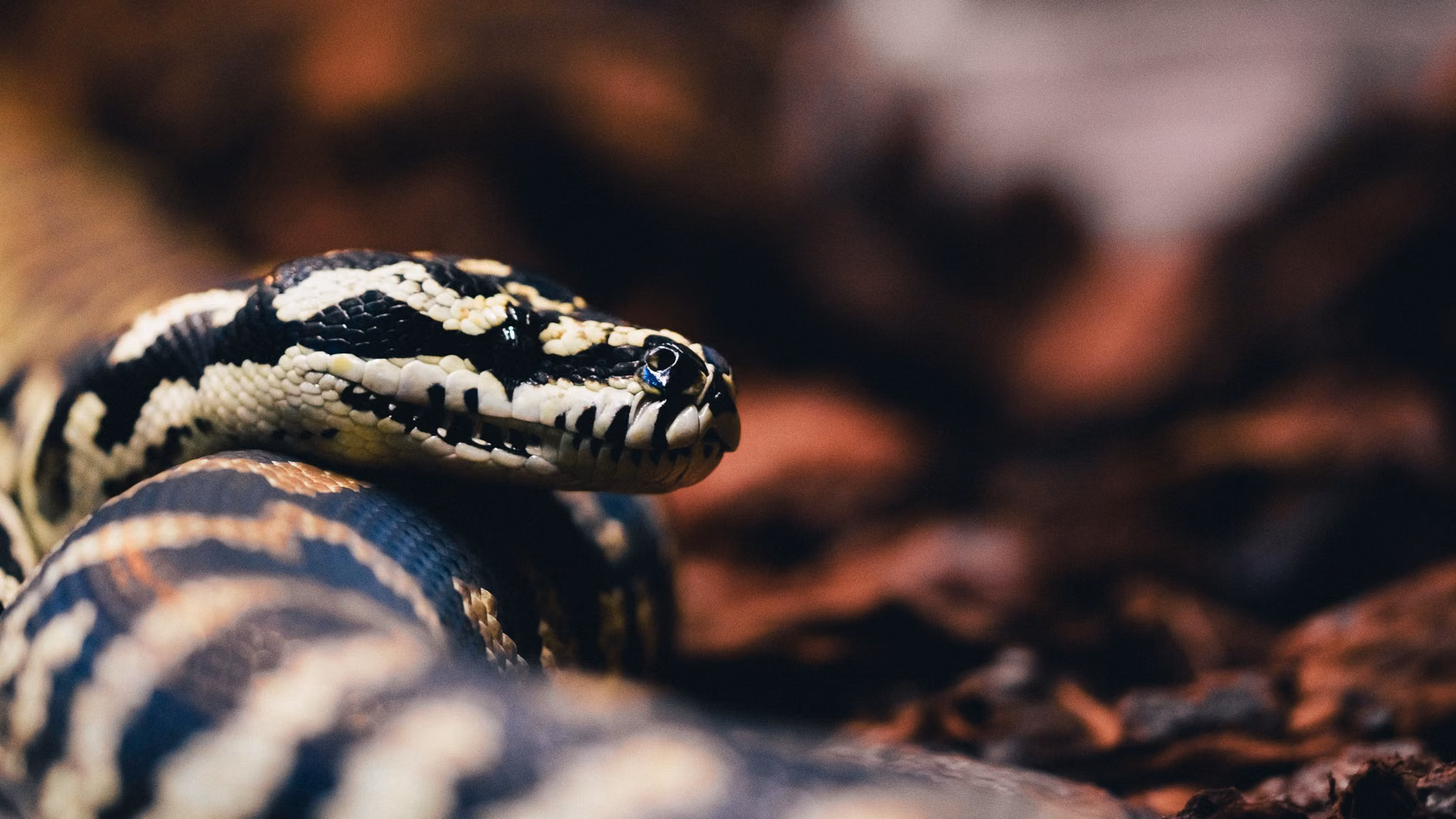 Python环境依赖冲突修复的YAML配置文件模板