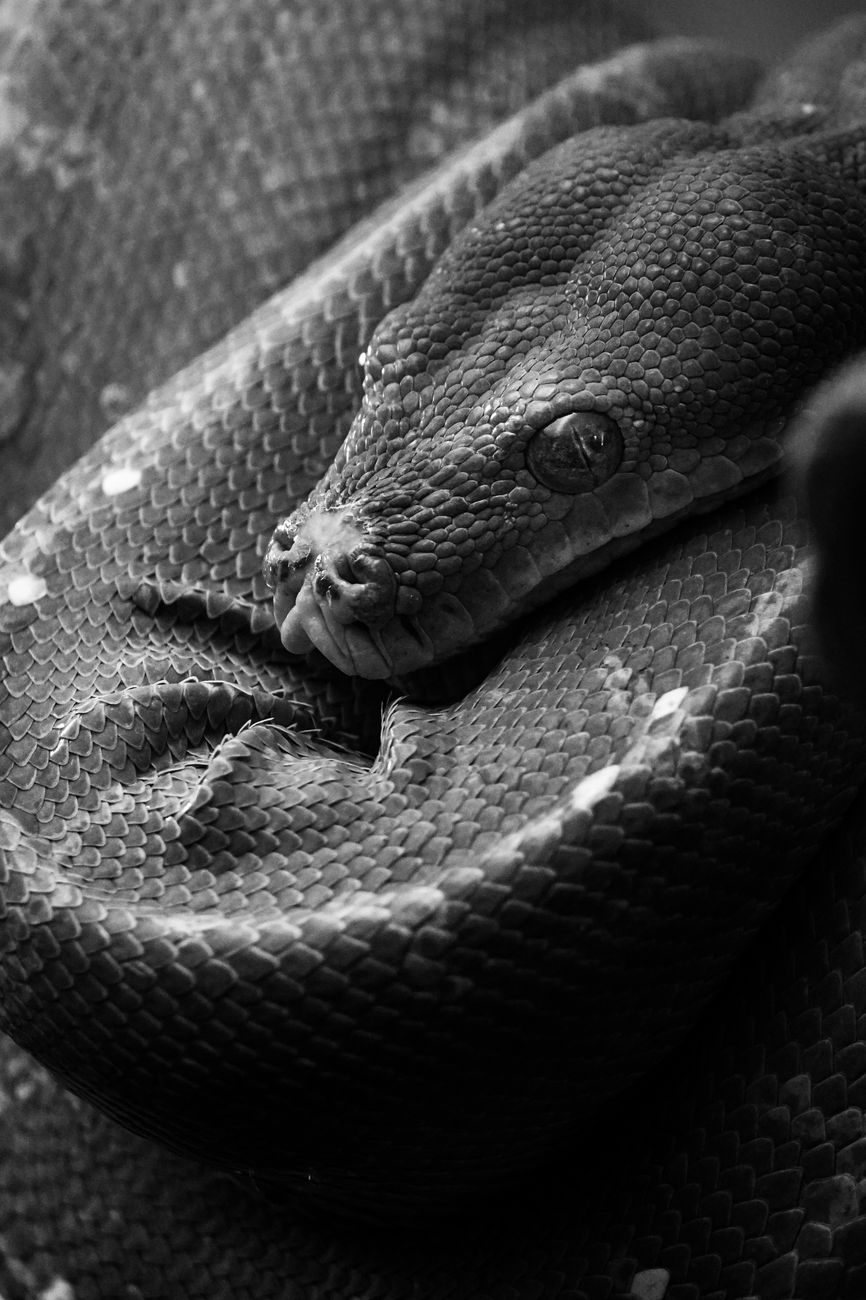 Python多线程抓取效率优化：抖音千粉账号评论实时采集测试
