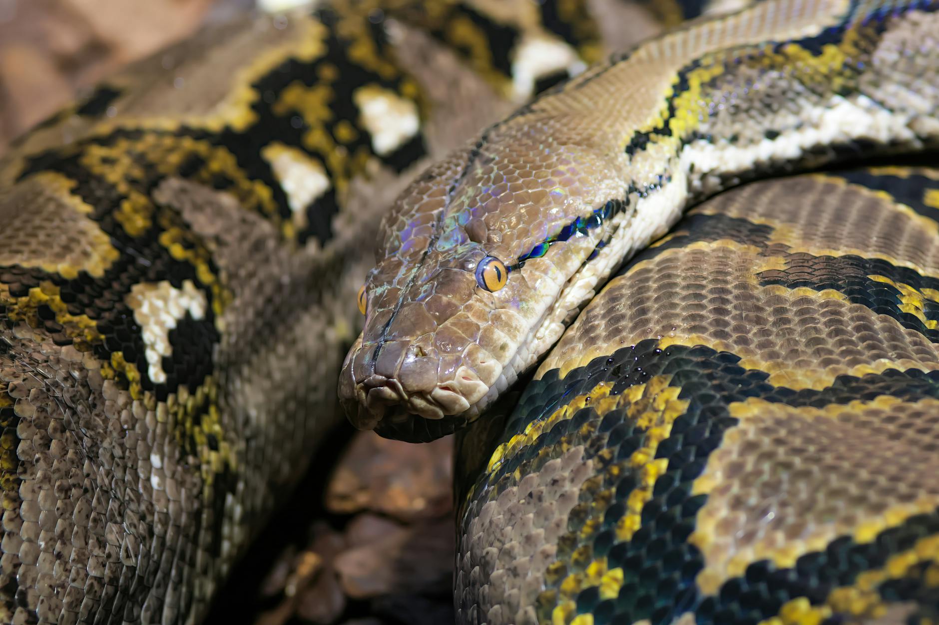Python实现微信文章自动摘要与关键词云图生成：企业级自动化实践