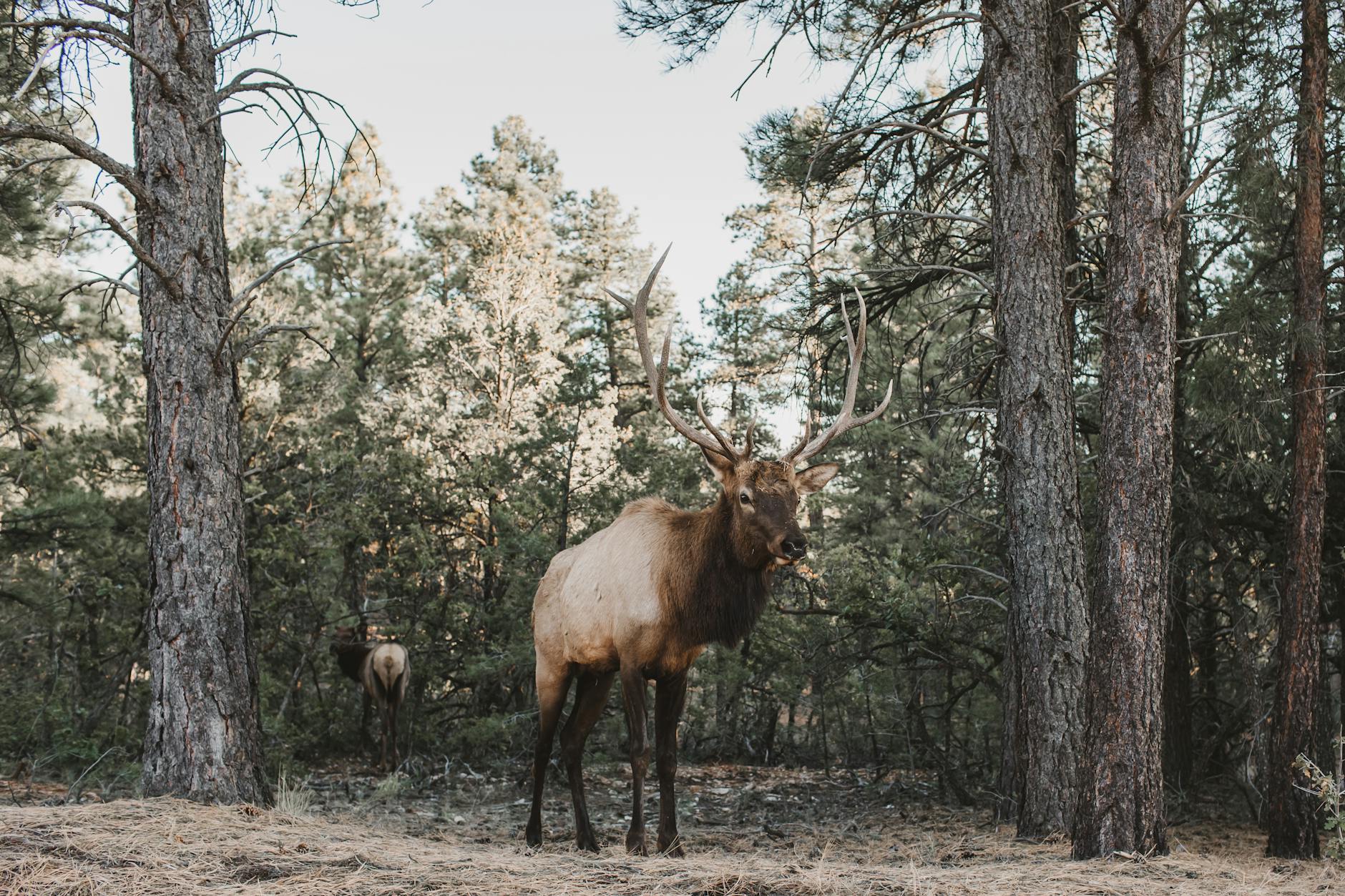 企业自动化日志分析：ELK+Cursor异常检测告警配置手册（含信号强度指数表）