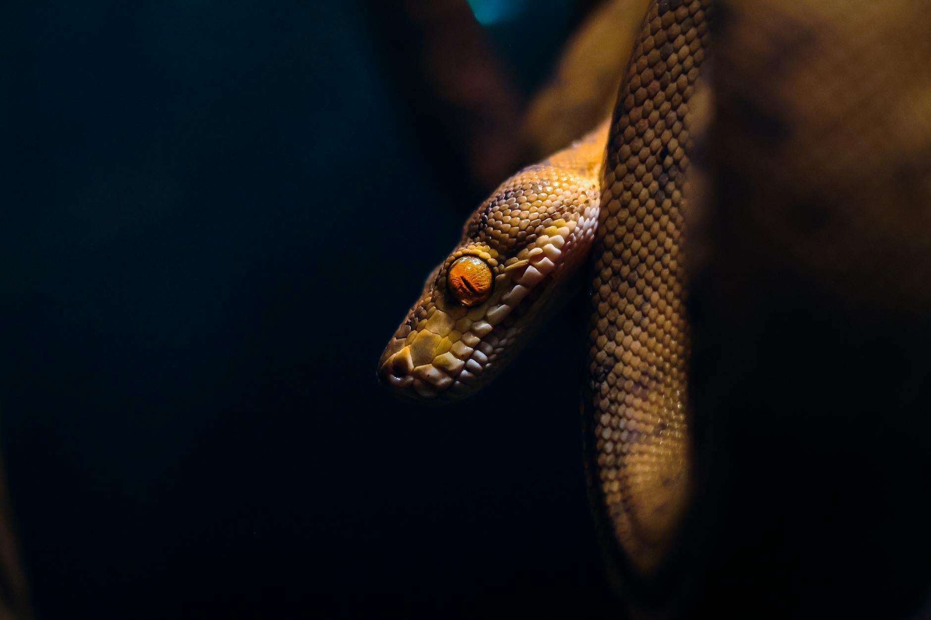 Python自动化与低代码工具协作：企编云中间件解决企业数据管道难题